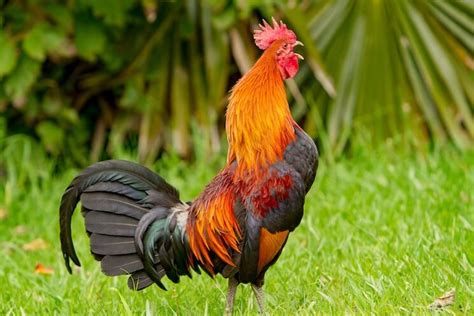 Learn why roosters crow, what they mean by their crowing, and when and how they do it. Find out the scientific explanation, the common reasons, and the crowing …